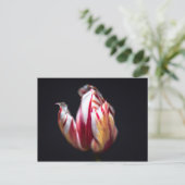 Tulip Postkarte (Stehend Vorderseite)