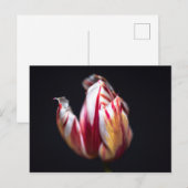 Tulip Postkarte (Vorne/Hinten)