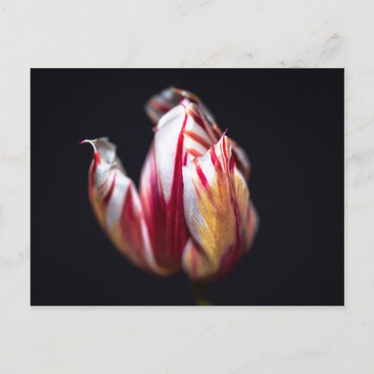 Tulip Postkarte (Vorderseite)