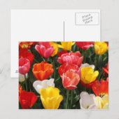 Tulip Postkarte (Vorne/Hinten)