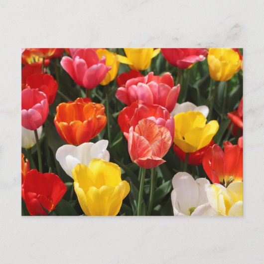 Tulip Postkarte (Vorderseite)