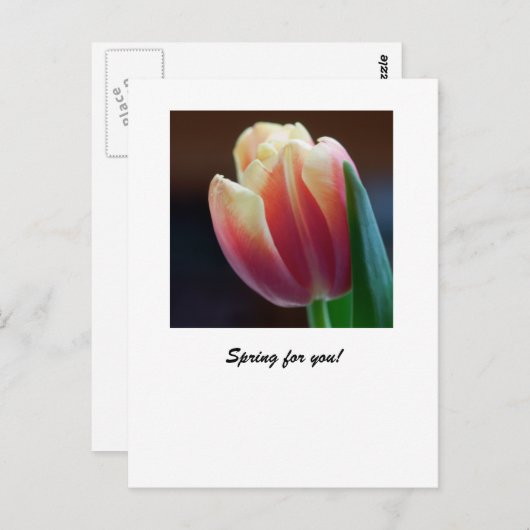 Tulip Postkarte (Vorne/Hinten)