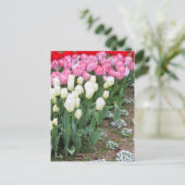 Tulip [Postkarte] Postkarte (Stehend Vorderseite)