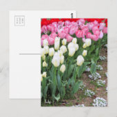 Tulip [Postkarte] Postkarte (Vorne/Hinten)
