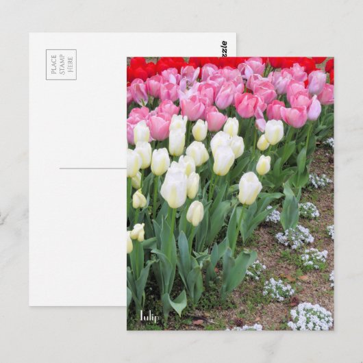 Tulip [Postkarte] Postkarte (Vorne/Hinten)