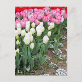 Tulip [Postkarte] Postkarte
