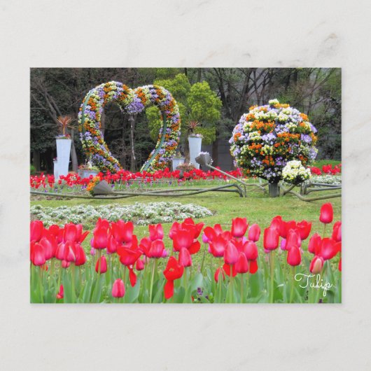 Tulip [Postkarte] Postkarte (Vorderseite)
