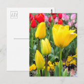 Tulip [Postkarte] Postkarte (Vorne/Hinten)