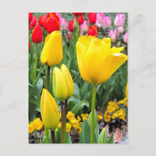 Tulip [Postkarte] Postkarte (Vorderseite)