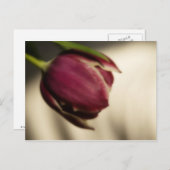 Tulip (Postkarte) Postkarte (Vorne/Hinten)