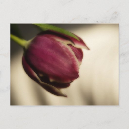 Tulip (Postkarte) Postkarte (Vorderseite)