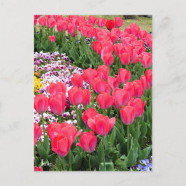 Tulip [Postkarte] Postkarte