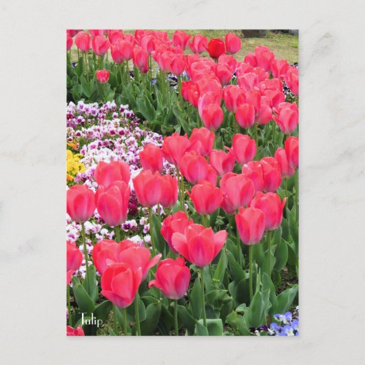 Tulip [Postkarte] Postkarte (Vorderseite)