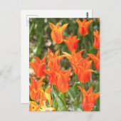 Tulip [Postkarte] Postkarte (Vorne/Hinten)