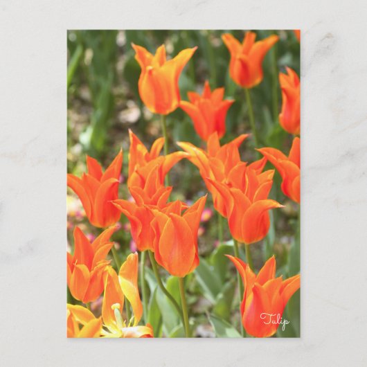 Tulip [Postkarte] Postkarte (Vorderseite)
