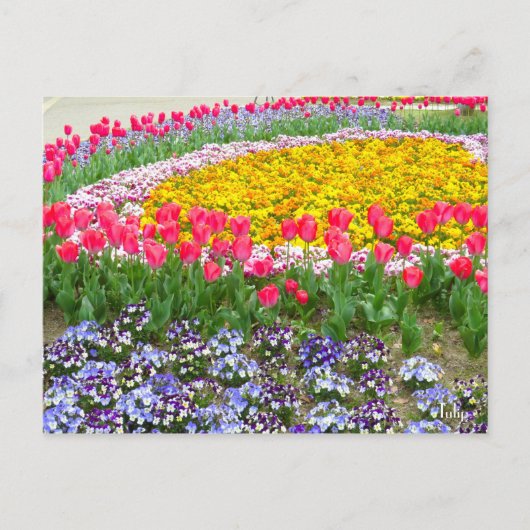 Tulip [Postkarte] Postkarte (Vorderseite)