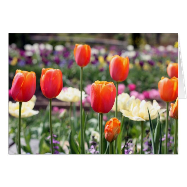 Tulip Rainbow (Vorderseite (Horizontal))