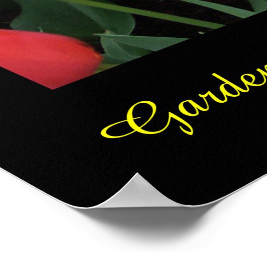 Tulip Rainbow Poster (Ecke)