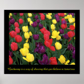 Tulip Rainbow Poster (Vorne)