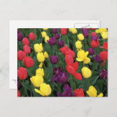 Tulip Rainbow Postkarte (Vorne/Hinten)