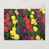 Tulip Rainbow Postkarte (Vorderseite)