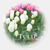 Tulip Runder Aufkleber (Vorderseite)