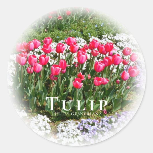 Tulip Runder Aufkleber (Vorderseite)