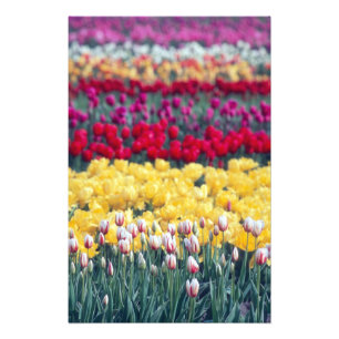 Tulip-Schau Garten im Skagit-Tal, Fotodruck