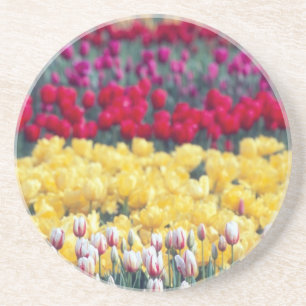 Tulip-Schau-Garten im Skagit-Tal, Sandstein Untersetzer