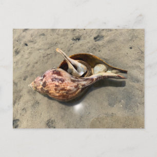 Tulip-Schnecken-Einsiedlerkrebs Meeresschneckenhau Postkarte