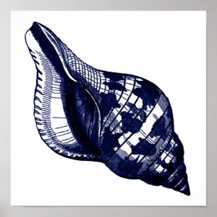 Tulip Seashell in Blue Poster