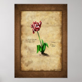 Tulip (Semper Augustus) Poster (Vorne)