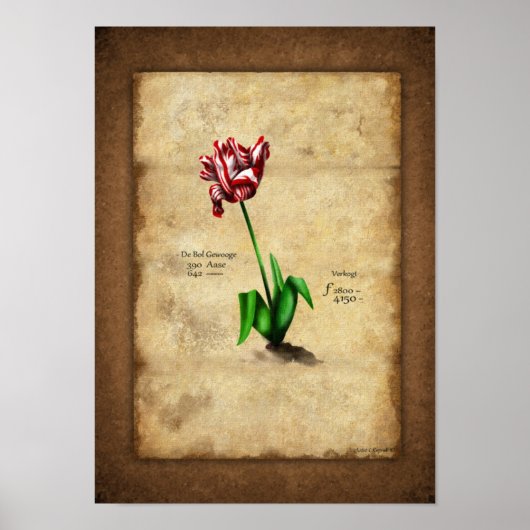 Tulip (Semper Augustus) Poster (Vorne)