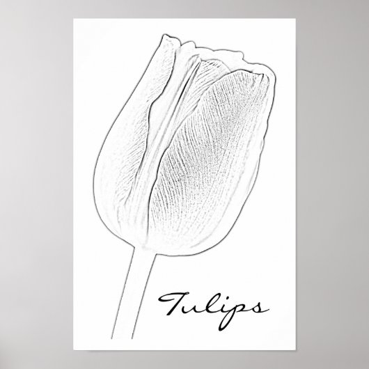 Tulip Sketch Poster (Vorne)