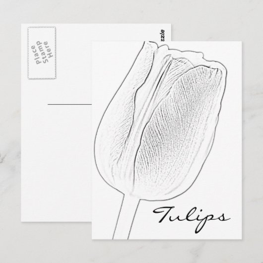Tulip Sketch Postkarte (Vorne/Hinten)
