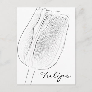 Tulip Sketch Postkarte