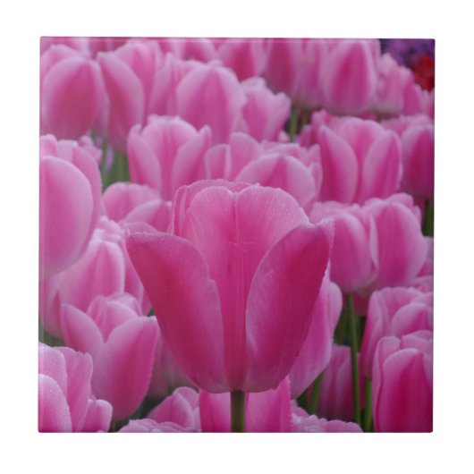 Tulip Small (4,25" x 4,25") Keramik Foto Tile Fliese (Vorderseite)
