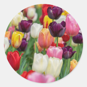 Tulip Spring Flowers Garden Floral Yellow Pink Red Runder Aufkleber