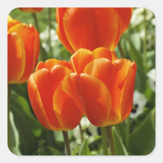 Tulip Sticker (Vorderseite)