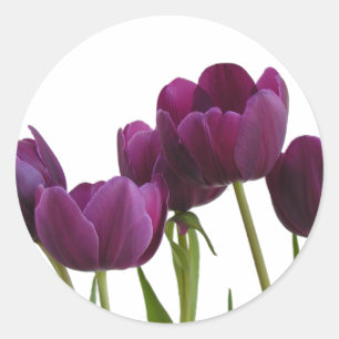 Tulip Sticker