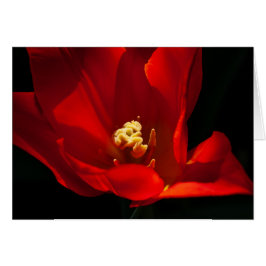 Tulip Synaeda Orange