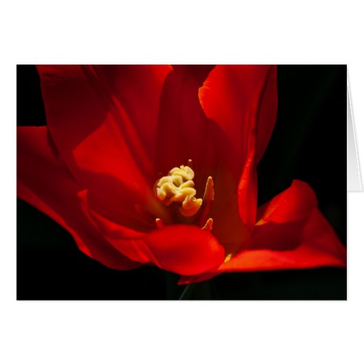 Tulip Synaeda Orange (Vorderseite (Horizontal))