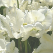 Tulip the white aufkleber (Vorderseite)