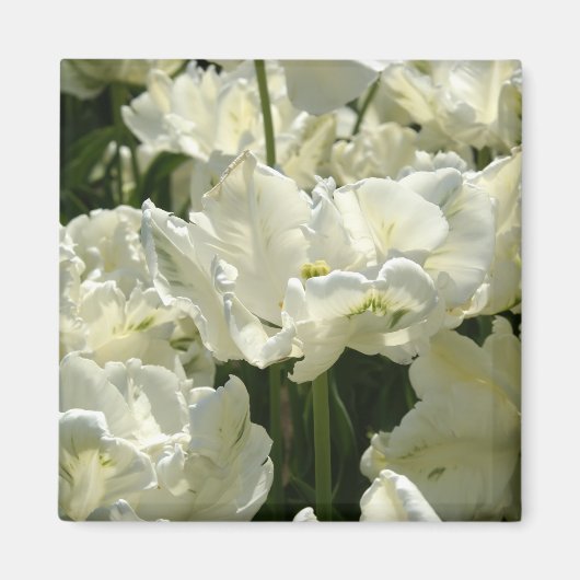 Tulip the white magnet (Vorne)