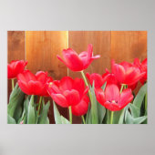 Tulip Time Poster (Vorne)