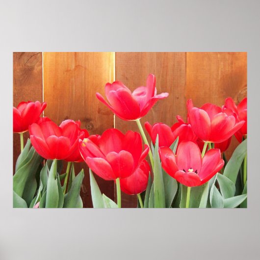 Tulip Time Poster (Vorne)