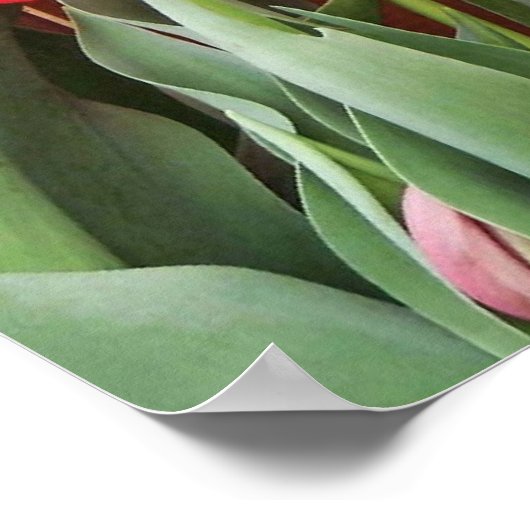 Tulip Time Poster (Ecke)