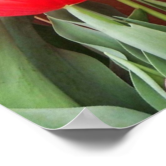 Tulip Time Poster (Ecke)