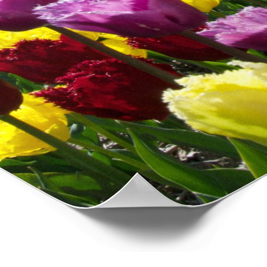 Tulip Träume Poster (Ecke)