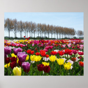 Tulip Träume Poster